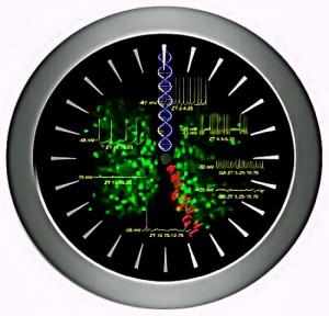biological clock